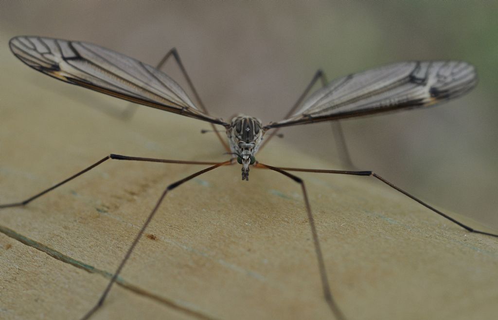 Tipulidae da id...